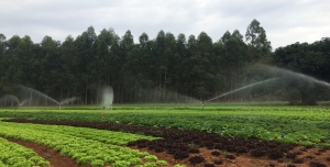 &quot;DEPARTAMENTO DE ALIMENTAÇÃO ESCOLAR VISITA UM PRODUTOR DA AGRICULTURA FAMILIAR&quot;