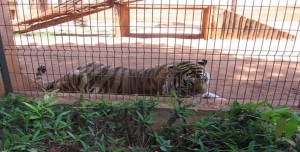 Alunos do CIME Profª Jacyra Ribeiro Guilardi no Zoo de Americana - SP