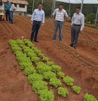 Projeto Hortalimento forneceu mais de 1500 pés de alface às creches do Centro e Vale Verde